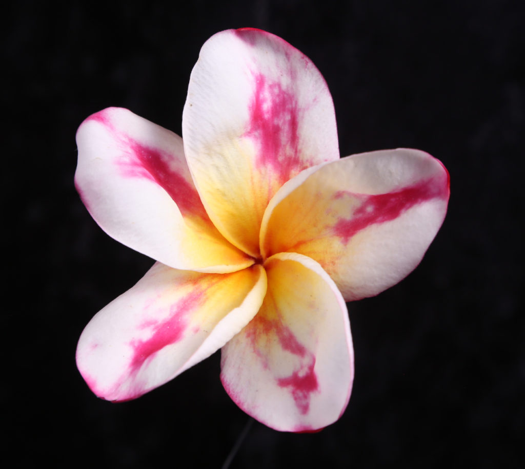 Flower Show: People’s Choice – Southern California Plumeria Society